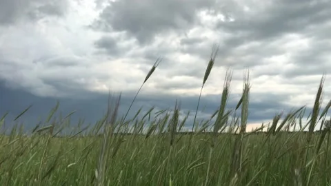 Rye field Stock Footage 156455208