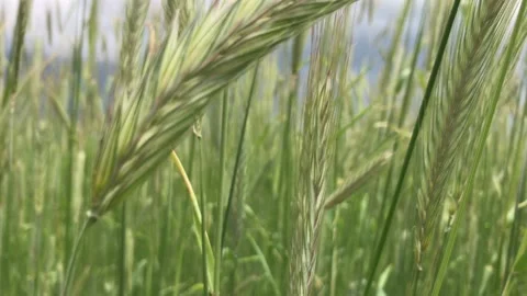 Rye field Stock Footage 156455264