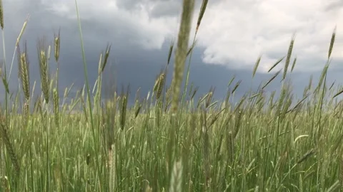 Rye field Stock Footage 156455297