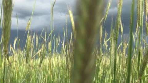Rye field Stock Footage 156455303