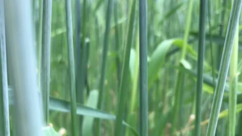 Rye field Stock Footage 156455328