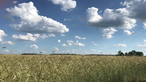 Rye field Stock Footage 156599164