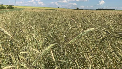 Rye field Stock Footage 156599476