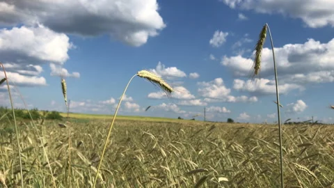 Rye field Stock Footage 156600225