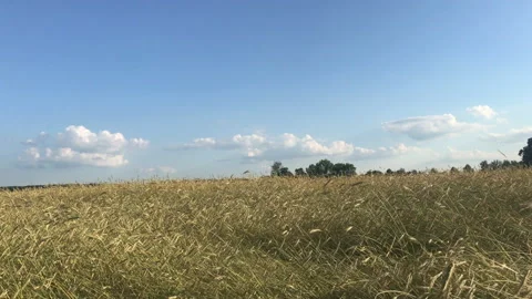 Rye field Stock Footage 156601771