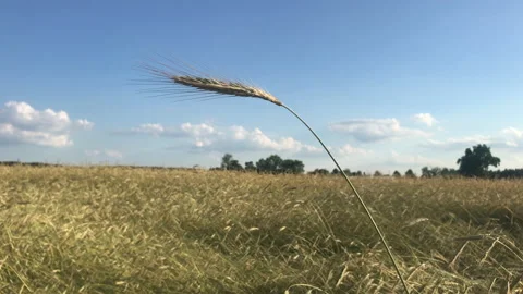 Rye field Stock Footage 156602043