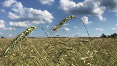 Rye field Stock Footage 156604259
