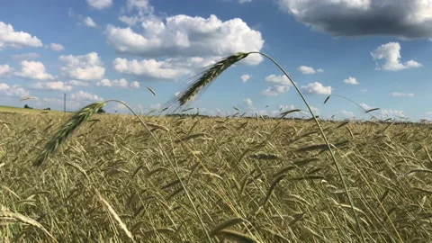 Rye field Stock Footage 156604582