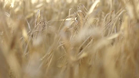 Rye field Stock Footage 265071342