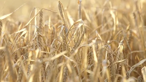 Rye field Stock Footage 265071346