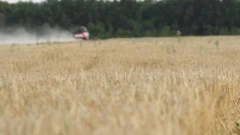 Rye field Stock Footage 265071382