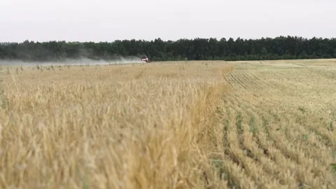 Rye field Stock Footage 265071384