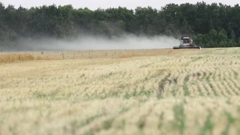 Rye field Stock Footage 265071386