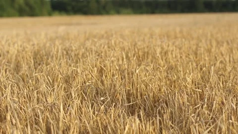 Rye field Stock Footage 265071438
