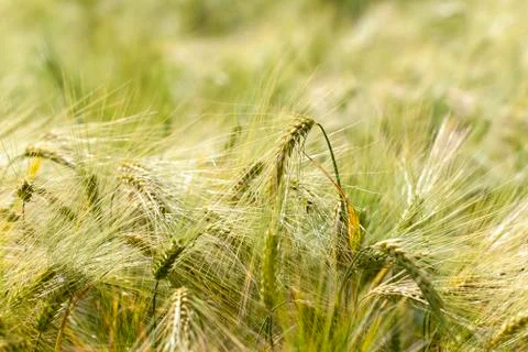 Rye field in Germany Photos