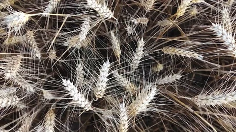 Rye field, harvest time Video stock 98013729