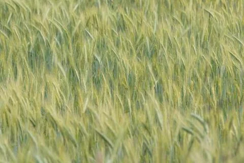 Rye field in the Netherlands. Stock Photos