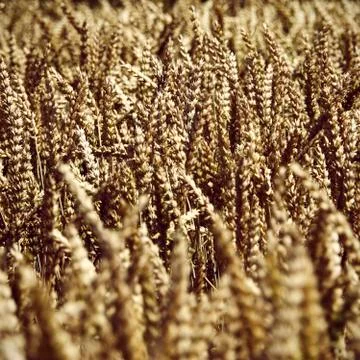 Rye field, partial view Stock Photos