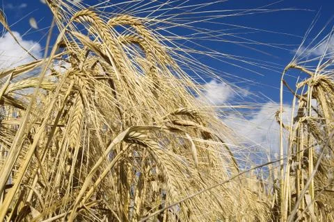 Rye field Stock Photos