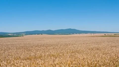 Rye field Stock Photos