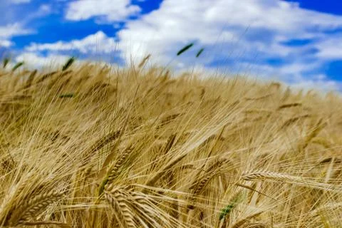 Rye field Stock Photos