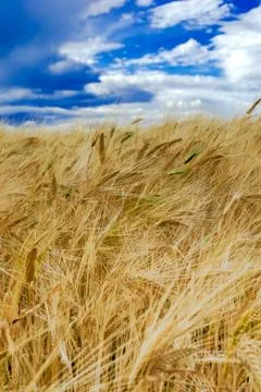 Rye field Stock Photos