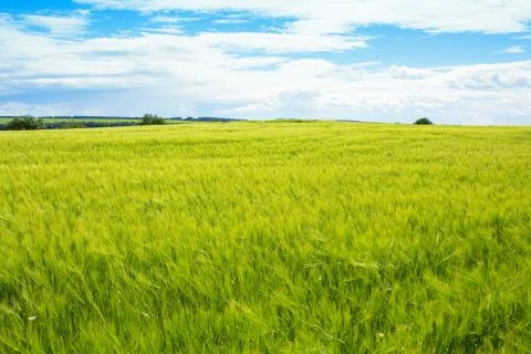 Rye field Stock Photos