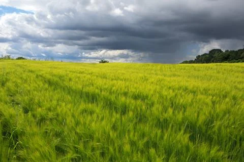 Rye field Stock Photos