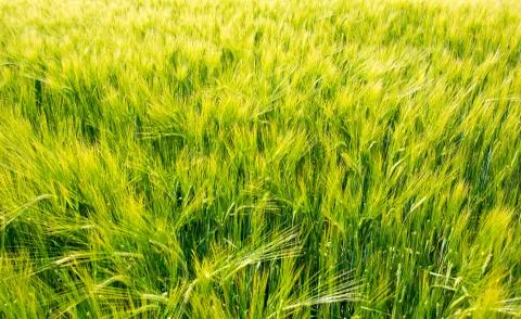 Rye field Stock Photos