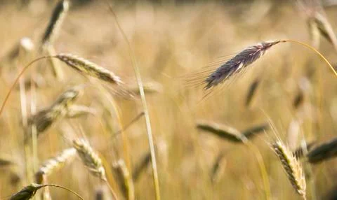 Rye in Field Stock Photos