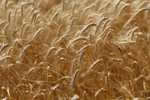 Rye field Foto stock