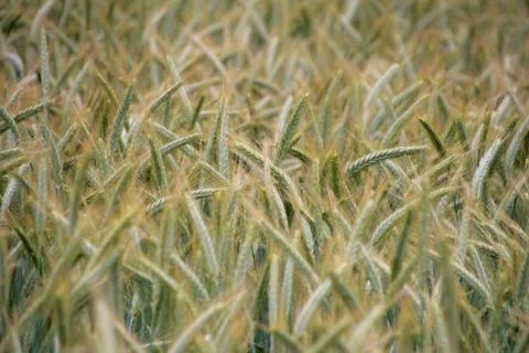 Rye field Stock-Fotos