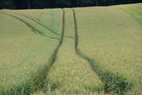 Rye field Stock Photos