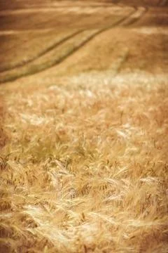 Rye field 스톡 사진