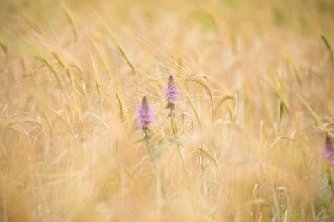 Rye field Foto stock