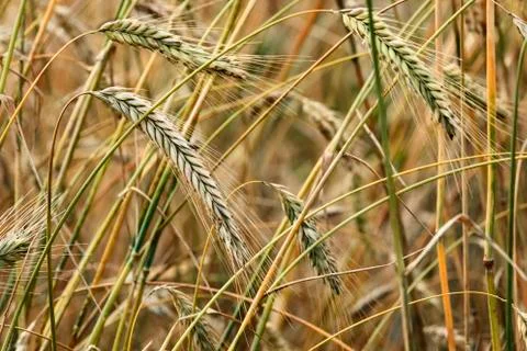 Rye field Stock-Fotos