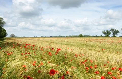 Rye field with poppy Stock Photos