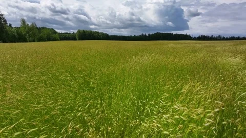 Rye field is ripening 스톡 동영상 321587107