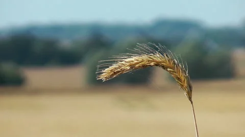 Rye field  / rural Landscape Stock Footage 40635175