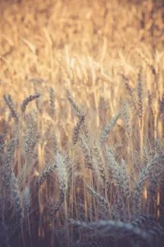 Rye field, Secale cereale, partial view Stock Photos