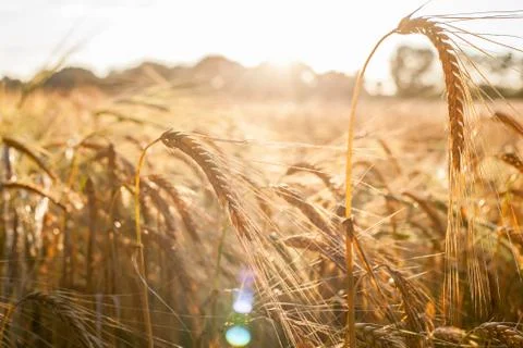 Rye field with single ear in evening sunlight and romantic mood Foto stock