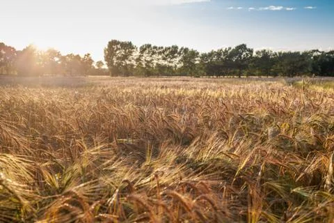Rye field with single ear in evening sunlight and romantic mood Foto stock