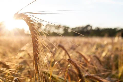 Rye field with single ear in evening sunlight and romantic mood Stock Photos