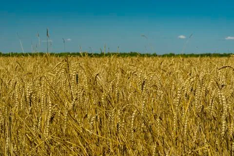 Rye field, spikelets Foto stock
