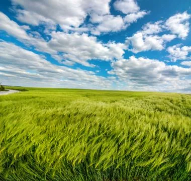 Rye field with spikelets, top view,wide angle, with beautiful sky with clouds Stock Photos