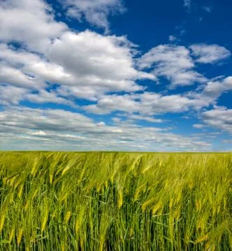 Rye field with spikelets, top view,wide angle, with beautiful sky with clouds Stock Photos
