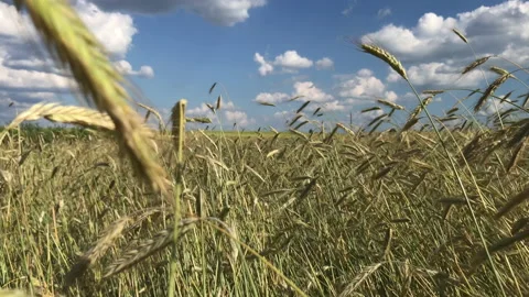 Rye field with spikes 4k Stock Footage 156599317