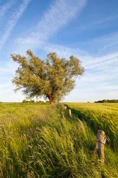 A rye field in spring with a tree in the background. Stock Photos