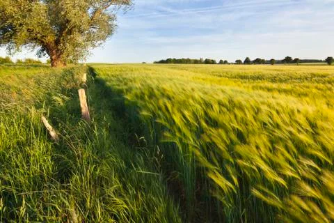 A rye field in spring with a tree in the background. Stock Photos