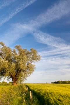 A rye field in spring with a tree in the background. Stock Photos